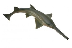 Obrazek Rekin Piła M