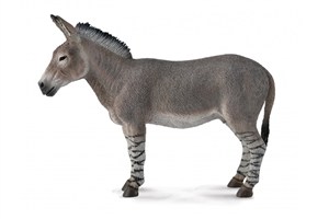 Obrazek Osioł afrykański