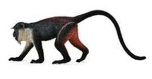 Obrazek Koczkodan Diana M