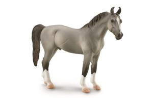 Obrazek Ogier Marwari maści siwej XL