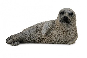 Obrazek Foka pstra młoda S