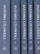 Zobacz : Anatomia c... - Adam Bochenek, Michał Reicher