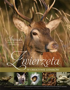 Obrazek Zwierzęta w obiektywie leśników