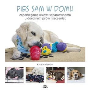 Obrazek Pies sam w domu Zapobieganie lękowi separacyjnemu u dorosłych psów i szczeniąt
