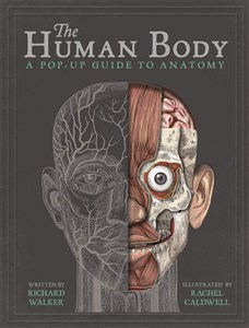 Obrazek The Human Body. A Pop-Up Guide to Anatomy wer. angielska