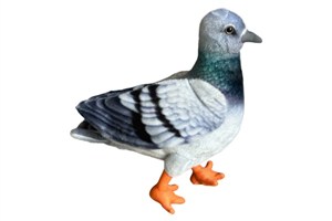 Picture of Gołąb niebieski 30cm