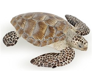 Obrazek Żółw karetta