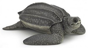 Obrazek Żółw skórzasty