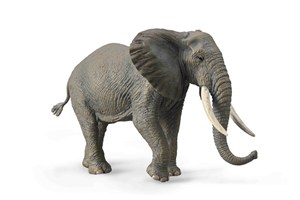 Obrazek Słoń afrykański