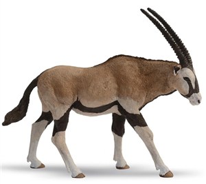 Picture of Antylopa Oryx