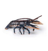 Homar -  Polish Bookstore 