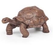 Zobacz : Żółw z Gal...