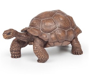 Picture of Żółw z Galapagos