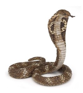 Obrazek Kobra królewska