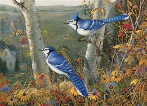 Obrazek Puzzle 1000 Niebieskie sójki