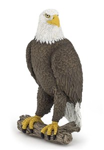 Picture of Orzeł bielik