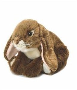 Picture of Królik brązowy