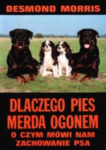 Obrazek Dlaczego pies merda ogonem O czym mówi nam zachowanie psa