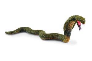 Obrazek Kobra królewska