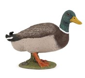 Kaczka krz... -  Polish Bookstore 