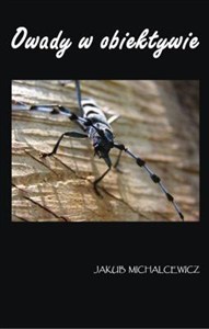 Obrazek Owady w obiektywie TW