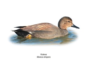 Obrazek Obraz A4 Krakwa