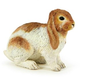 Obrazek Królik Holland Lop