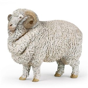 Obrazek Baran Merynos