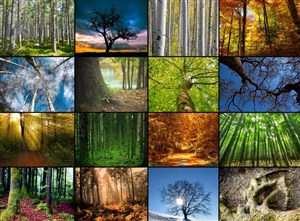 Obrazek Puzzle 2000 Collage, Magiczne lasy