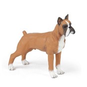 Boxer -  Polish Bookstore 