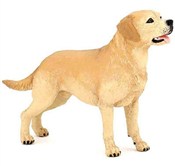 polish book : Labrador