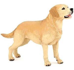 Obrazek Labrador
