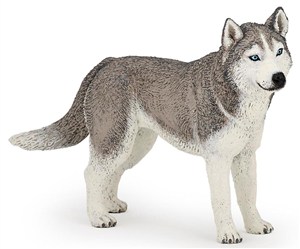 Obrazek Husky syberyjski