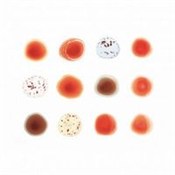 Zobacz : Scratch my... - Gabriel Peter