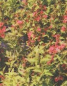 Zobacz : Komunikacj... - Yui Akiyama, Cyryl Polaczek, Łukasz Zawada