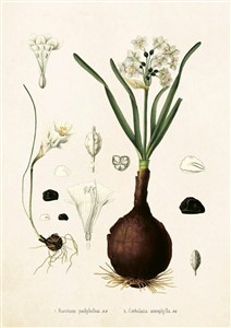 Obrazek Karnet ST230 B6 + koperta Narcyz