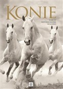 Książka : Konie Albu... - Opracowanie Zbiorowe