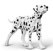 Zobacz : Dalmatyńcz...