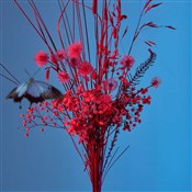 Zobacz : Mikromusic...