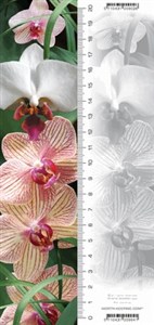 Obrazek Zakładka 3D Orchidea
