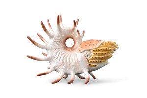 Obrazek Cooperoceras