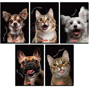 Picture of Zeszyt do słówek A6/16K kratka Crazy Animal(20szt)