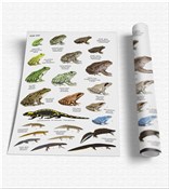 Polska książka : Plansza ed...