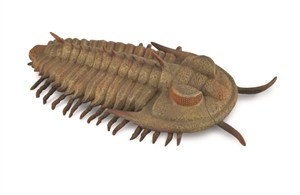 Obrazek Redlichia Rex Trilobite