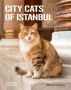 Obrazek City Cats of Istanbul
