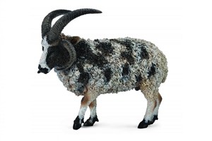 Obrazek Owca wieloroga L