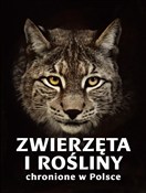 Zwierzęta ... - Izabella Sieńko-Holewa, Sylwia Weber -  foreign books in polish 