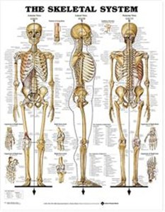 Picture of Skeletal System Poster