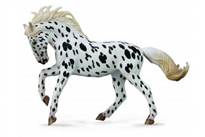 Obrazek Klacz rasy knabstrup kary XL