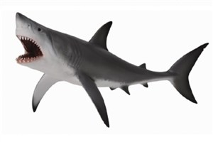 Obrazek Żarłacz biały otwarta szczęka XL